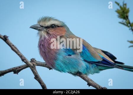 Close-up of lilac-breasted roller perché sur branch Banque D'Images