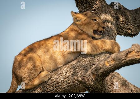 Close-up of lion cub hugging tree branch Banque D'Images