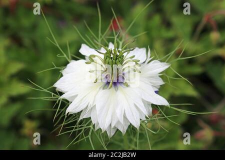 L'amour blanc dans un brouillard (Nigella damascena) fleur avec un fond vert de feuilles. Banque D'Images