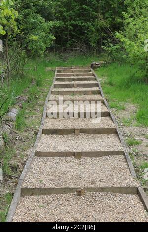 Nouveau sentier étapes fabriqués à partir de planches de bois pour les postes et les côtés et l'arrière remplies de gravier entourée de végétation avec des arbres en arrière-plan. Banque D'Images