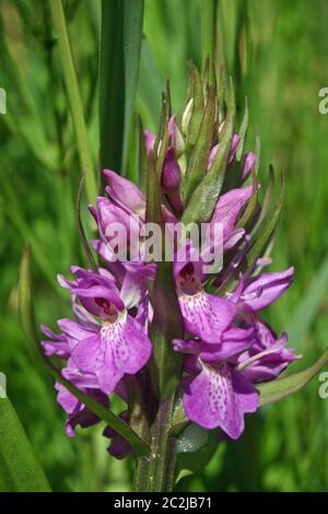 Pic de floraison d'une orchidée des marais (Dactylorhiza praetermissa probablement sp., les marais du sud ouest) dans la marge d'un marais humide. Partie de fond Banque D'Images