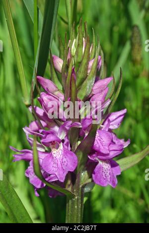 Pic de floraison d'une orchidée des marais (Dactylorhiza praetermissa probablement sp., les marais du sud ouest) dans la marge d'un marais humide. Partie de fond Banque D'Images