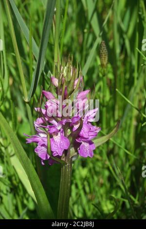 Pic de floraison d'une orchidée des marais (Dactylorhiza praetermissa probablement sp., les marais du sud ouest) dans la marge d'un marais humide. Partie de fond Banque D'Images