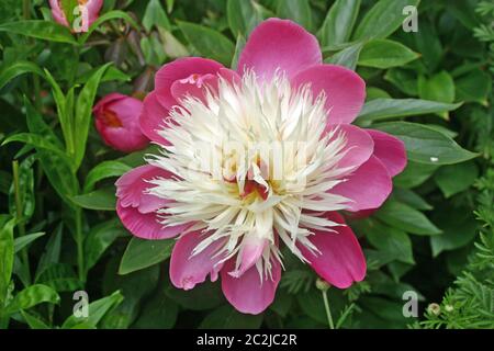 Fleur unique d'une pivoine rose et blanche qui ressemble à la variété 'Bowl of Beauty' de Paeonia lactiflora. Pétales roses avec un centre blanc. Backgroun Banque D'Images