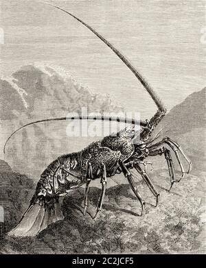 Palinurus elephas. Le homard européen ou homard commun, espèces de crustacés décapodes de la coquille épineuse et piqueuse Achelata infraorOrder (céphalothorax). Il est commun dans la mer Méditerranée. Illustration gravée du XIXe siècle, El Mundo Ilustrado 1880 Banque D'Images