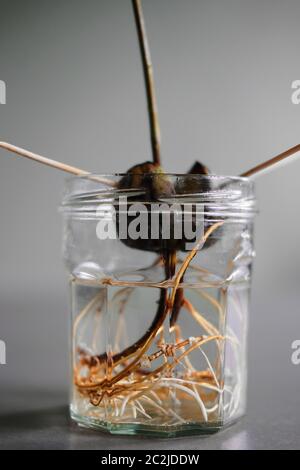 Gros plan du système de racines d'une plante d'avocat germé qui pousse dans un pot Banque D'Images