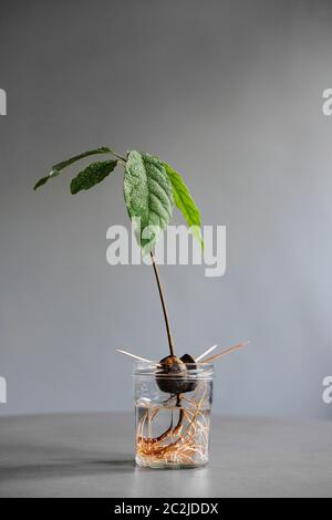 Les graines d'avocat gerbent dans un pot avec de l'eau en croissance de feuilles vert vif photographiées de l'avant Banque D'Images