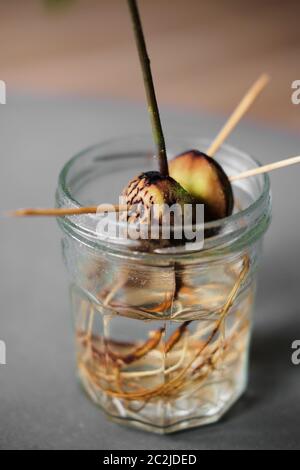 Gros plan d'une plante d'avocat gerant et poussant dans un pot avec de l'eau photographiée d'en haut Banque D'Images