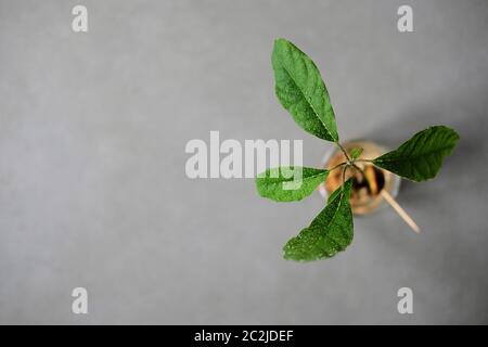 Les graines d'avocat gerbent dans un pot avec de l'eau en croissance de feuilles vert vif photographiées d'en haut avec espace négatif Banque D'Images