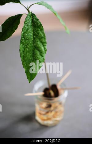 Gros plan sur les feuilles humides d'une plante d'avocat germé qui pousse dans un pot à l'aide de cure-dents Banque D'Images