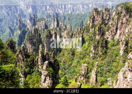 Zhangjiajie Forest Park. Pilier gigantesque ou montagnes falaise du canyon. Wulingyuan, Zhangjiajie, Hunan, Chine Banque D'Images