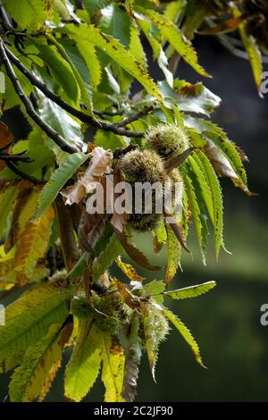 Châtaigne (Castanea sativa) en automne Banque D'Images