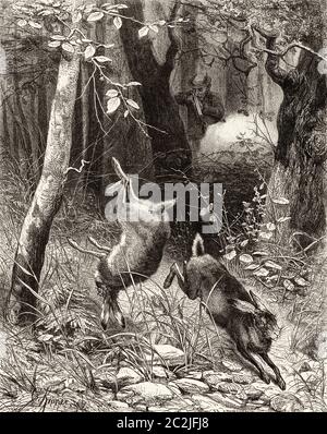 Chasseur d'animaux. Chasse au lièvre dans la forêt, peinture de CH Kroner. Illustration gravée du XIXe siècle, El Mundo Ilustrado 1880 Banque D'Images