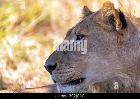 Closeup portrait of young lion, Panthera leo sans une crinière en habitat naturel Savuti game reserve. Afrique Botswana safari wildlife Banque D'Images