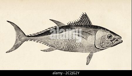 Thunnus thynnus. Le thon rouge de l'Atlantique, espèce de thon de la famille des Scombridae. Illustration gravée du XIXe siècle, El Mundo Ilustrado 1880 Banque D'Images