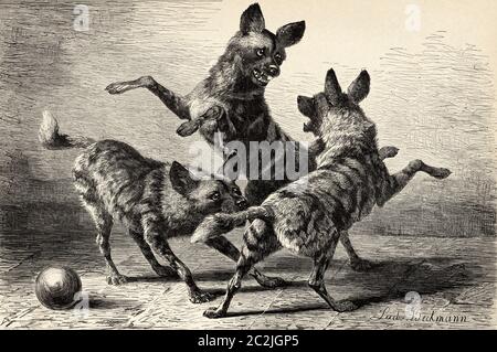 Hyenas dans le zoo de Cologne, Allemagne, Europe. Illustration gravée du XIXe siècle, El Mundo Ilustrado 1880 Banque D'Images