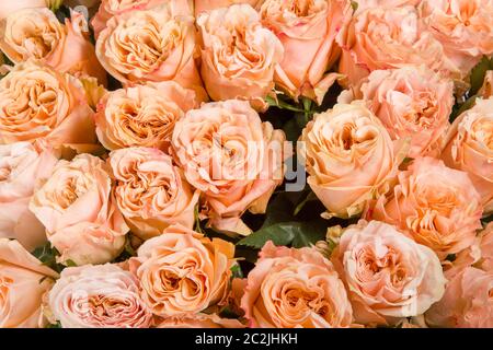 Fleurs d'été roses délicates sur fleurs fleurs fond festif, pastel et doux bouquet carte florale. Arrière-plan nature Banque D'Images