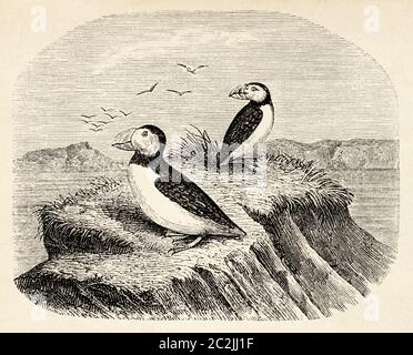 Fratercula arctica. Le macareux de l'Atlantique, espèce d'oiseaux de mer de la famille des auks. C'est le seul macareux originaire de l'océan Atlantique. Illustration gravée du XIXe siècle, El Mundo Ilustrado 1880 Banque D'Images