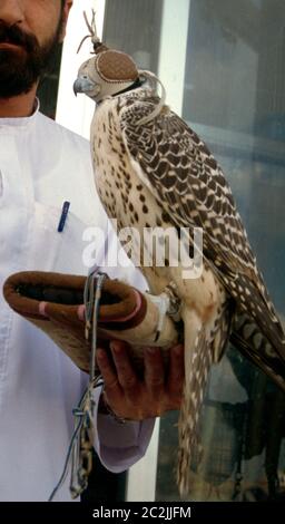 Sharjah UAE Man tenant Hawk avec les yeux couverts Banque D'Images