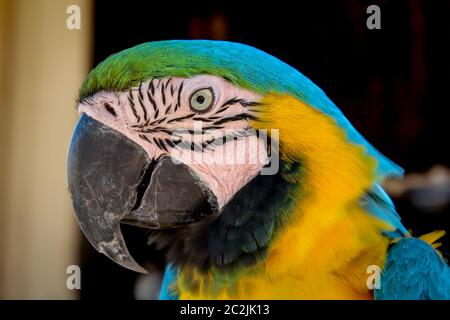 détails, portrait, vue d'un macaw, papagai Banque D'Images