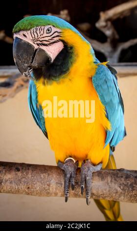 détails, portrait, vue d'un macaw, papagai Banque D'Images