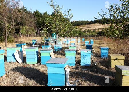 Les ruches en bois peint avec des abeilles à miel Banque D'Images