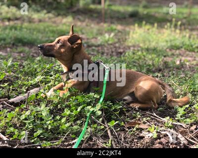 Mélange de terrier jeune chien assis dans une clairière de la forêt en regardant le soleil en automne ou au printemps. Banque D'Images