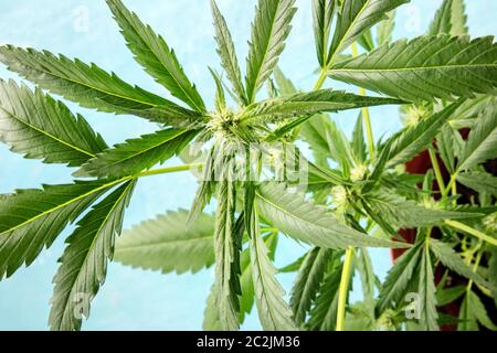 Cocottes à partir de la forme, un gros plan d'une plante en pot, la culture de la marijuana à la maison Banque D'Images