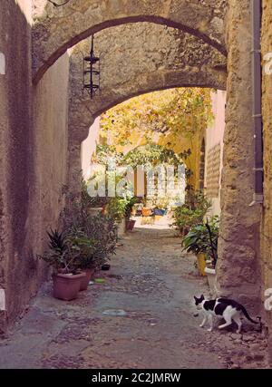 une ancienne allée ensoleillée dans la ville de rhodes avec des arches en pierre entre les murs et les plantes en pot et un chat marchant vers une porte Banque D'Images