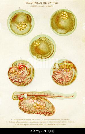 Évolution de la croissance et de la transformation d'un œuf de saumon. Le saumon commun (Salmo salar) est une espèce de poissons marins et d'eau douce euryhaline de la famille des salmonidés, répartis dans le nord de l'océan Atlantique. Illustration gravée du XIXe siècle, El Mundo Ilustrado 1880 Banque D'Images