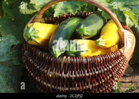 La récolte de courgettes. Courges fraîches couché dans panier. Squash frais cueillis dans le jardin. Concept d'aliments biologiques . Banque D'Images