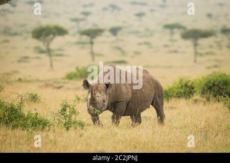 Un adulte de rhinocéros noir marchant dans la savane de Masai Mara au Kenya Banque D'Images