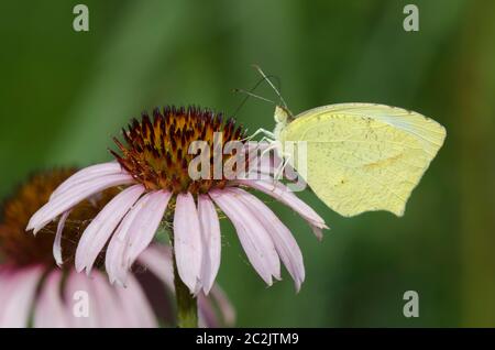 Jaune mexicain, Abaeis mexicana, nectaring de coneflower pourpre, Echinacea angustifolia Banque D'Images