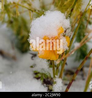 fleurs jaunes sur un lit, recouvertes de la première neige Banque D'Images