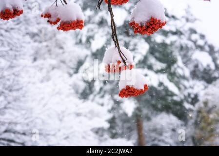 Grappes de baies de Rowan sur une branche, recouvertes de neige Banque D'Images