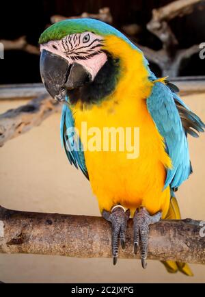 détails, portrait, vue d'un macaw, papagai Banque D'Images