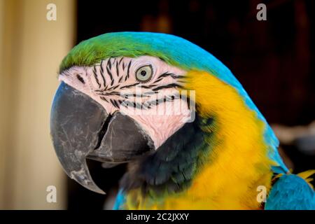 détails, portrait, vue d'un macaw, papagai Banque D'Images