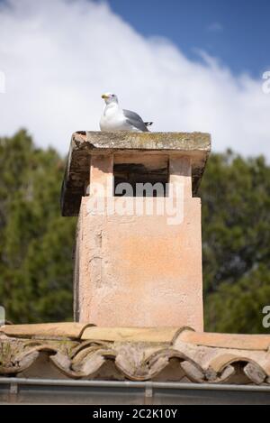 Mouettes sur une cheminée sur l'île des Baléares Mallorca, Espagne Banque D'Images