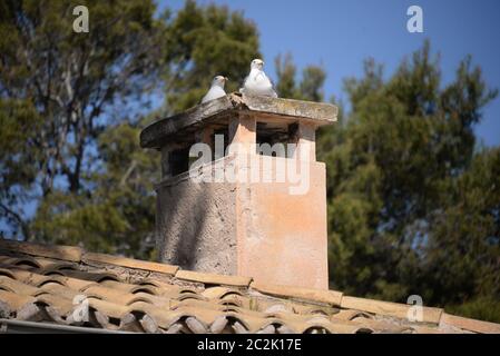 Mouettes sur une cheminée sur l'île des Baléares Mallorca, Espagne Banque D'Images