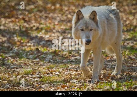 Le loup arctique (Canis lupus arctos) Banque D'Images