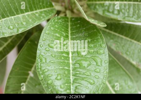 Automne feuilles vertes avec de l'eau de pluie sur eux. Des gouttes de rosée transparente dans la lumière du soleil du matin fraîcheur concept. Une nature magnifique arrière-plan. Banque D'Images