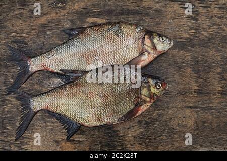 Poisson frais grande castagnole still life Banque D'Images