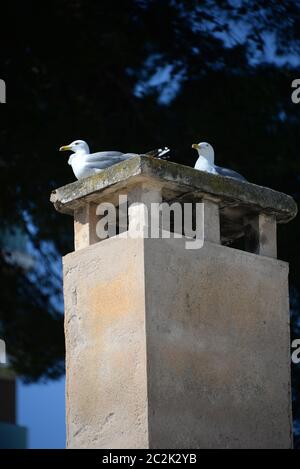 Mouettes sur une cheminée sur l'île des Baléares Mallorca, Espagne Banque D'Images