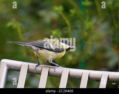 Grand Parus Major en tant qu'invité dans notre jardin Banque D'Images