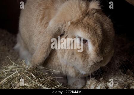 Le lapin PET, lop néerlandais nain, est situé au milieu de la sciure et du foin. Apparaît moody avec un arrière-plan sombre du flash. Regardant vers le bas et sur le côté. Banque D'Images