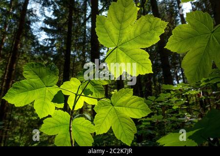 Branche avec des feuilles de l'érable sycomore en contre-jour, prise au printemps en gros plan Banque D'Images