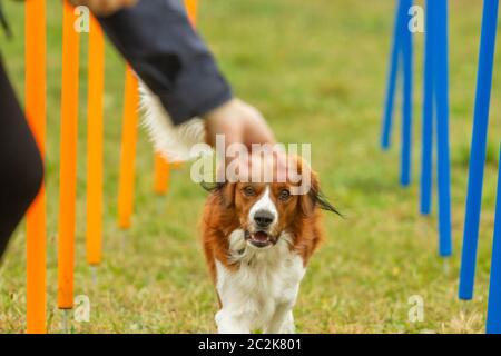 Un jeune berger australien chien apprend à exécuter le slalom et obtenir une récompense de la part des propriétaires dans l'agilité de la formation. Banque D'Images