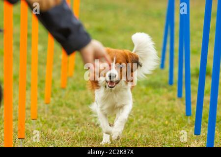 Un jeune berger australien chien apprend à exécuter le slalom et obtenir une récompense de la part des propriétaires dans l'agilité de la formation. Banque D'Images