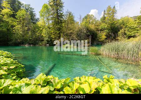 Parc national des lacs de Plitvice, un miracle de la nature, Croatie Banque D'Images