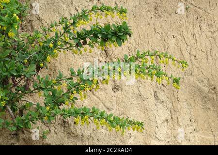 Berberry florale Berberis vulgaris devant le mur des cloess dans le Kaiserstuhl Banque D'Images